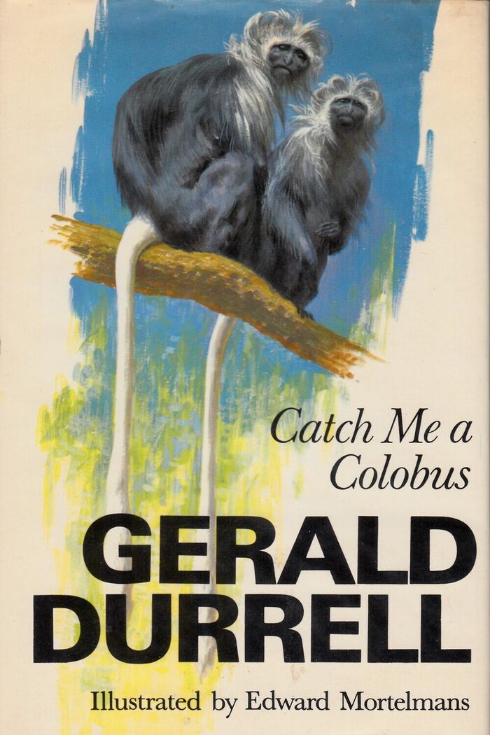 Catch Me a Colobus Image